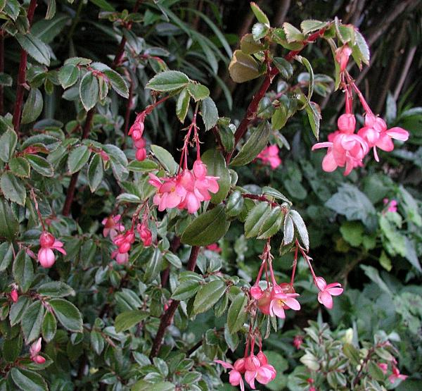 B. ‘Floribunda Rosea’